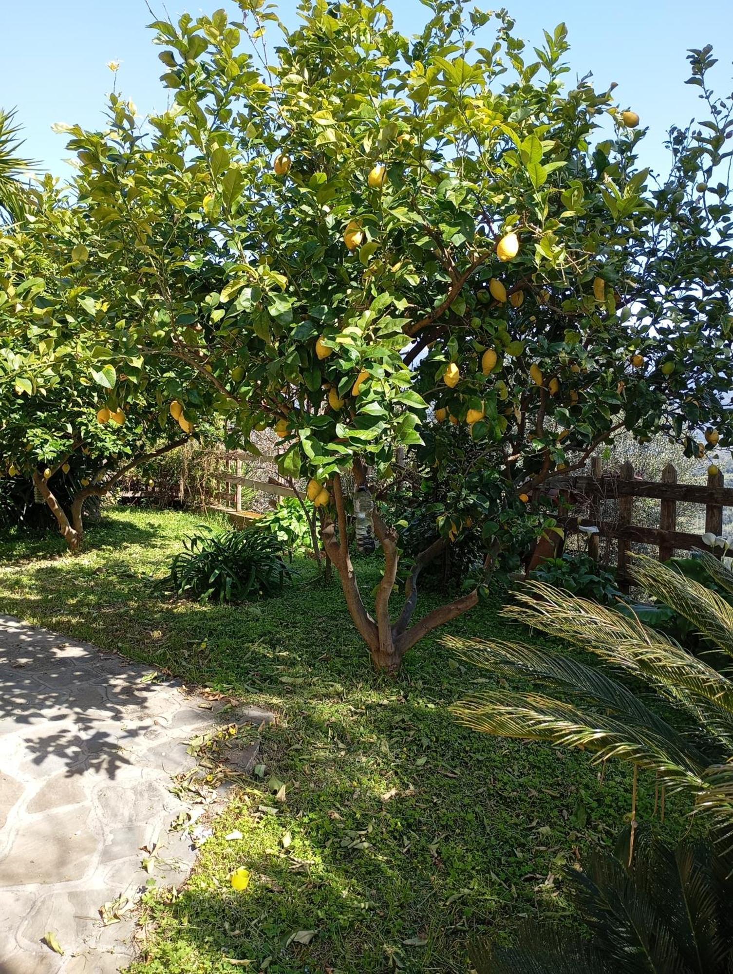 Casa Vacanze Diamante Ogliastro Cilento Exterior foto